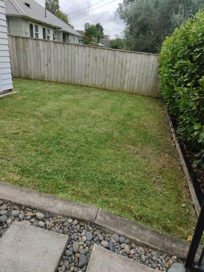Freshly mown back lawn of an Auckland weatherboard home, edged along a timber paling fence with a clipped laurel hedge down one side