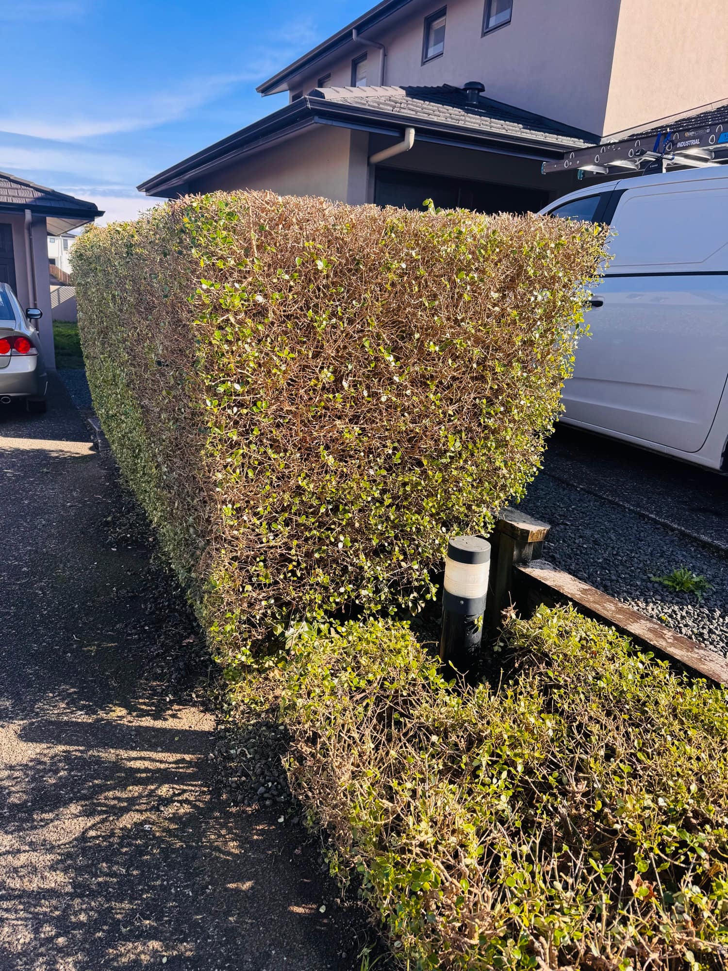 Boundary hedge along a shared driveway cut back hard, squared off on the top and face with the woody interior framework showing through