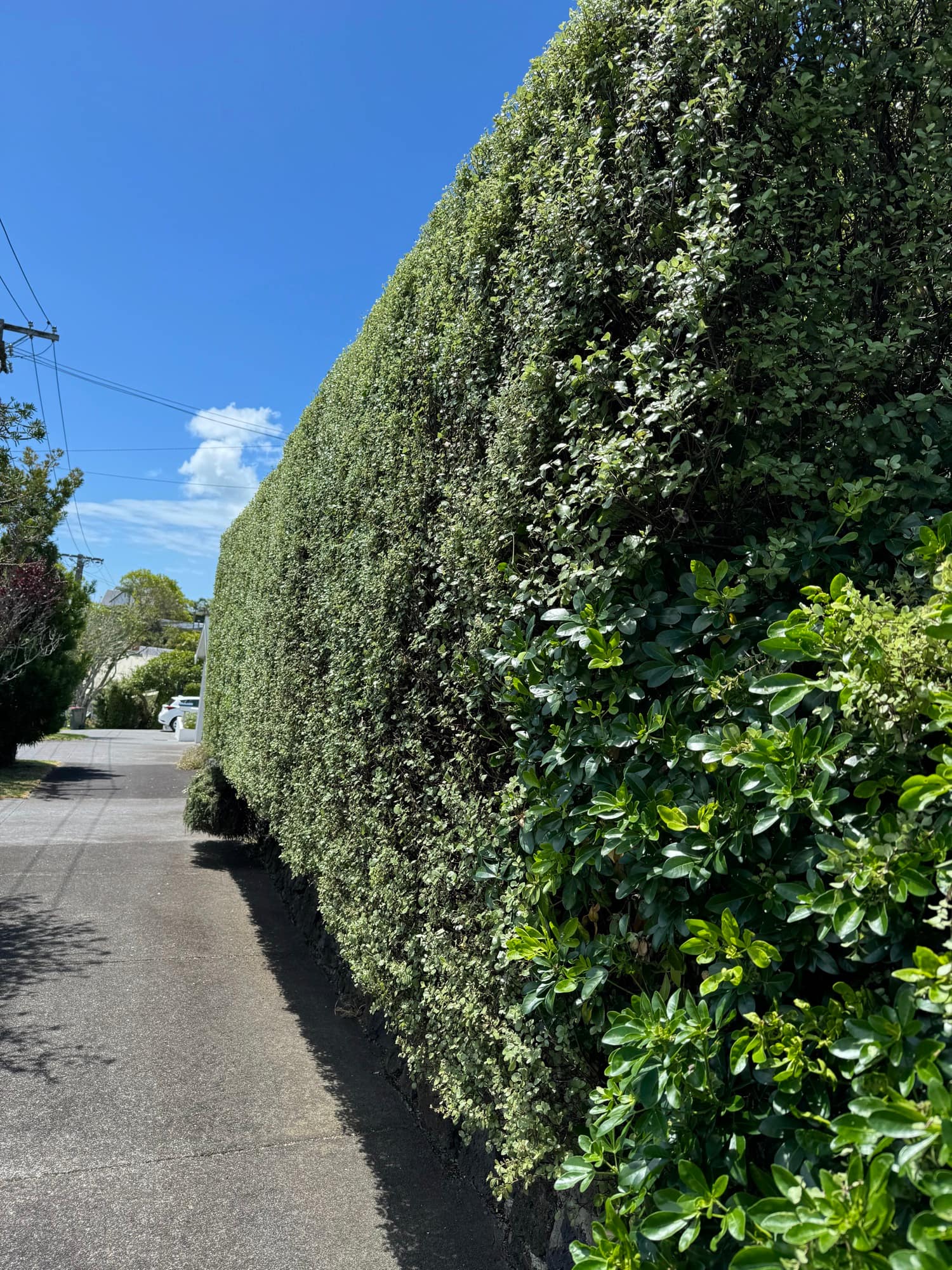 Tall variegated pittosporum hedge running the length of a driveway, trimmed flat on the face and square on top