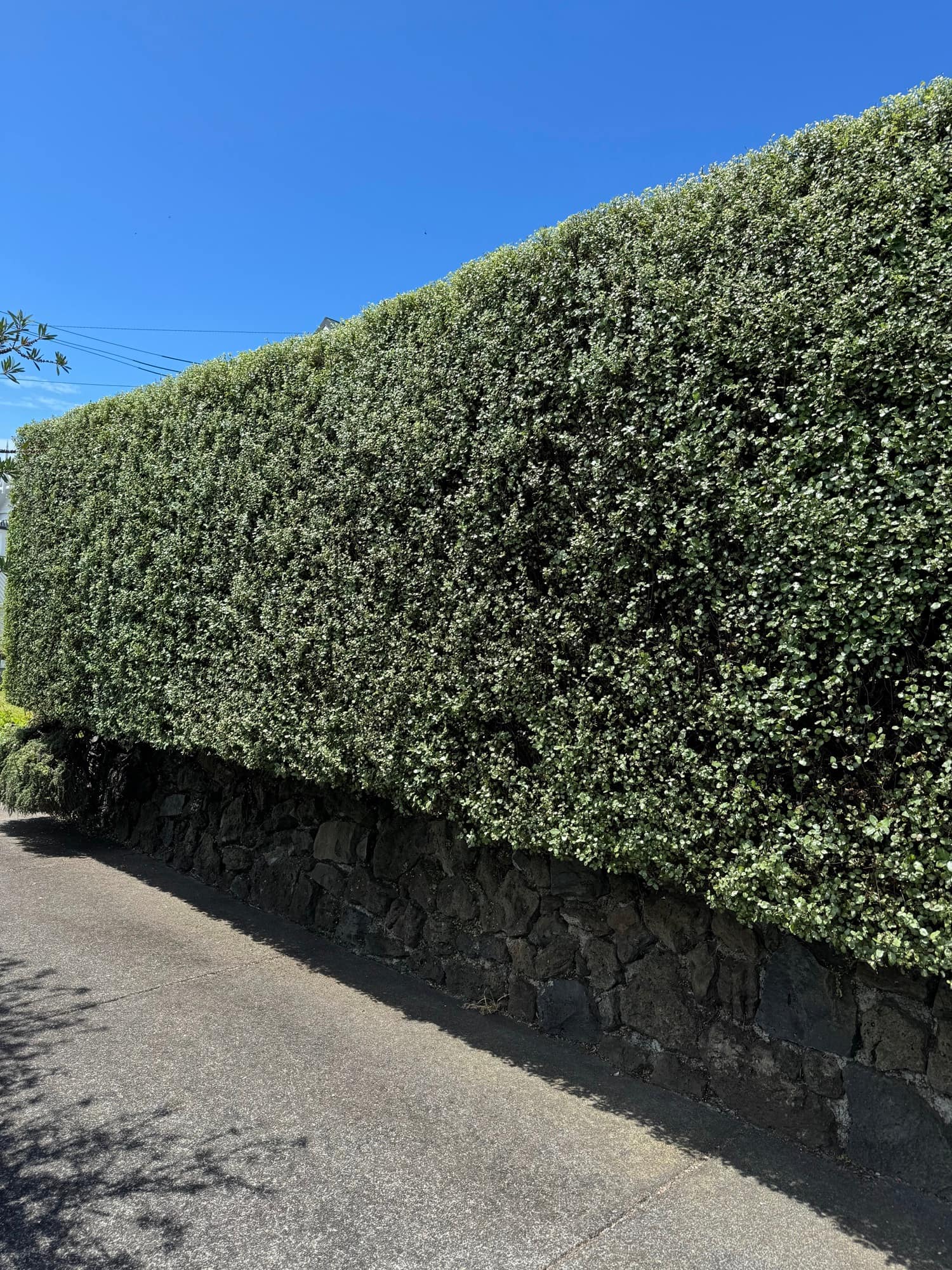 Tall variegated pittosporum hedge trimmed flat across the top and down the face, growing above an old volcanic stone wall beside a footpath