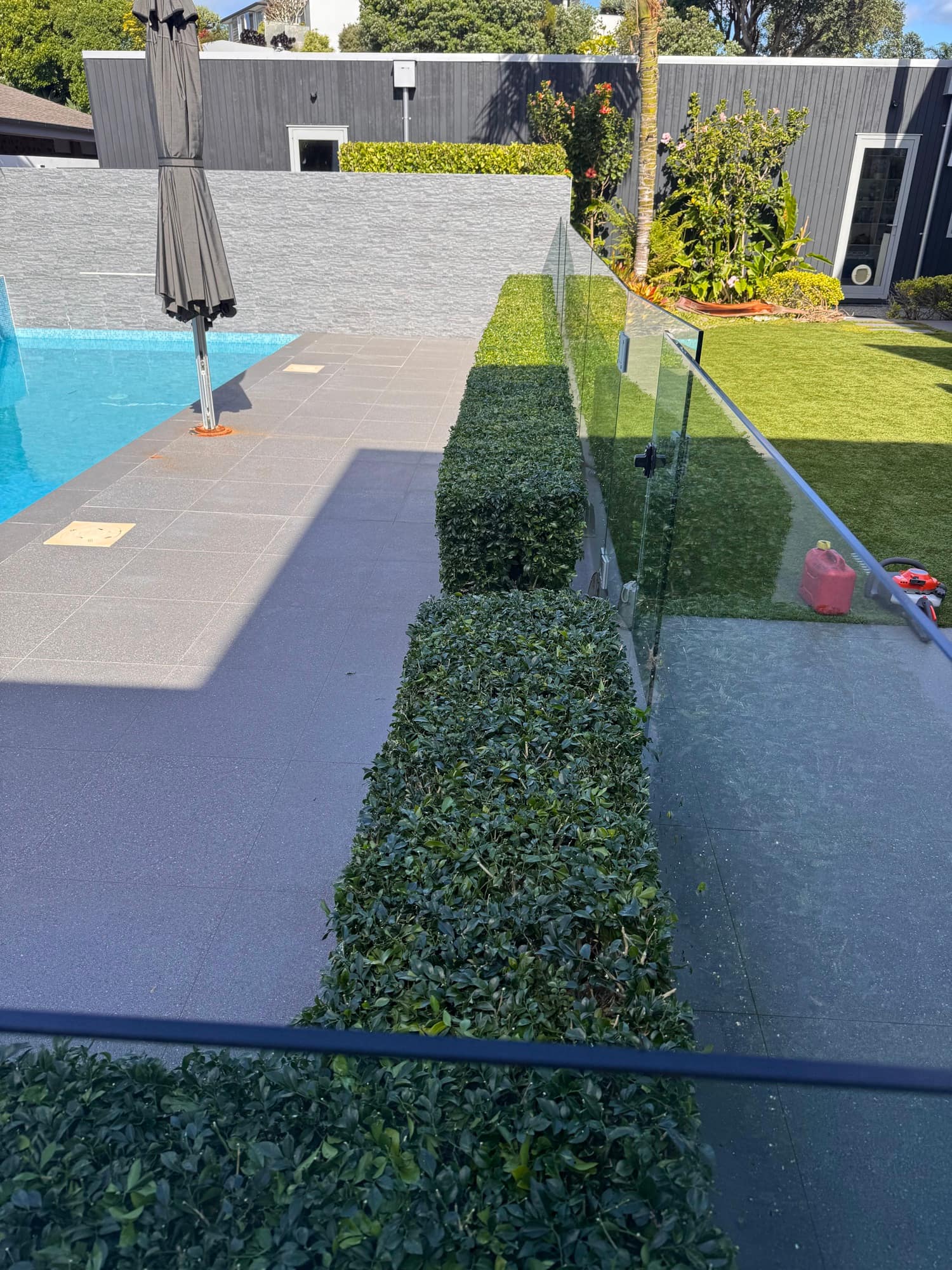Hedge beside a swimming pool trimmed square and level, running the length of a frameless glass pool fence between the tiled surround and the lawn