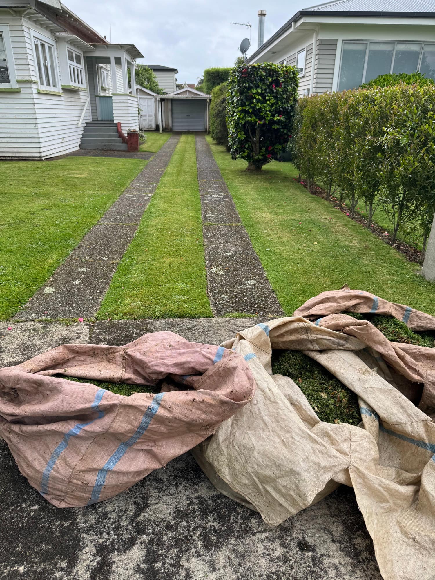 Striped front lawn of a villa either side of a concrete strip driveway, with two full sacks of grass clippings on the kerb ready to be taken away